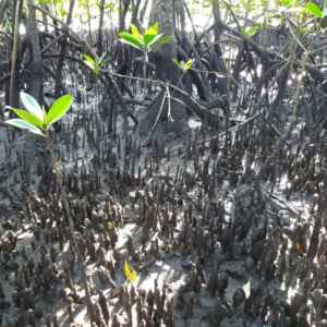 Eventos raros de dispersão por longas distâncias ajudam a manter estrutura genética de manguezais