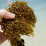 Tecnologias verdes já permitem o aproveitamento total de macroalgas pela indústria cosmética