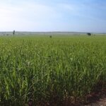 Centro de Inovação em Novas Energias promove debate sobre descarbonização dos transportes