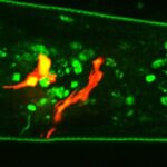 Longevidade pode estar associada à capacidade de perceber cheiros de substâncias nocivas