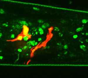 Longevidade pode estar associada à capacidade de perceber cheiros de substâncias nocivas