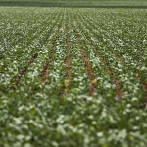 Especialista acredita que avanço tecnológico vai impulsionar agronegócio brasileiro