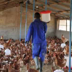 Agências alertam sobre risco para humanos após surtos de gripe aviária