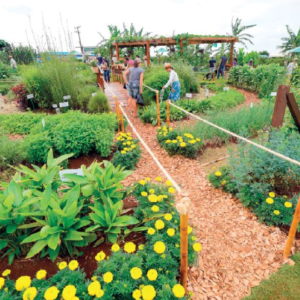 Biofertilizante, desenvolvido na USP, pode auxiliar a produção agrícola sustentável