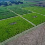 Substituição de espécies sensíveis por tolerantes ‘equilibra’ ecossistemas em áreas agrícolas, diz estudo