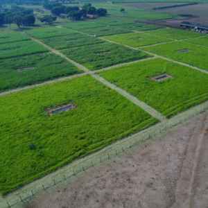 Substituição de espécies sensíveis por tolerantes ‘equilibra’ ecossistemas em áreas agrícolas, diz estudo