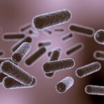 Estudo desvenda como os compostos fenólicos de plantas inibem a comunicação bacteriana