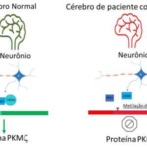 Estudo descreve mecanismo que regula a atividade do gene da memória