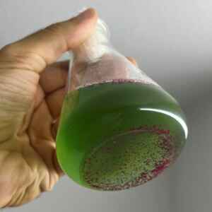 Glitter prejudica o crescimento de organismos-chave para os ecossistemas aquáticos, indica estudo