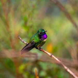 Um Ano de Expedições na Amazônia com Rolex e National Geographic – Perpetual Planet Amazon