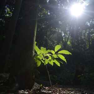 Governo Federal institui estratégia para estimular negócios de impacto