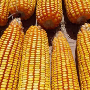 Novo milho híbrido é tolerante a lagartas e ao herbicida glifosato