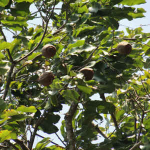 Pesquisadores desvendam fatores que afetam a produção das castanheiras