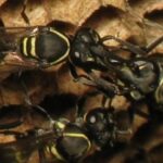 Entre marimbondos, agressões físicas evoluíram para demonstrações estereotipadas de força