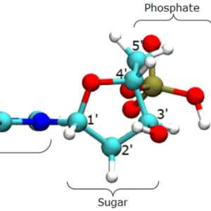 Estudo ajuda a entender como a radiação ionizante danifica o DNA