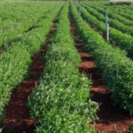 Fungicida à base de óleos essenciais combate pragas da cultura de soja