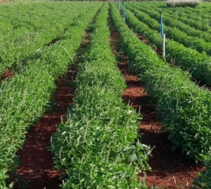 Fungicida à base de óleos essenciais combate pragas da cultura de soja