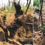 Plantas do Cerrado combinam pelo menos duas estratégias para resistir ao fogo, revela estudo