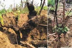 Plantas do Cerrado combinam pelo menos duas estratégias para resistir ao fogo, revela estudo
