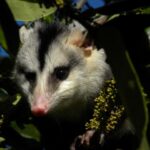 Mudanças climáticas podem levar à perda de espécies em mais de 90% das comunidades de mamíferos da Caatinga