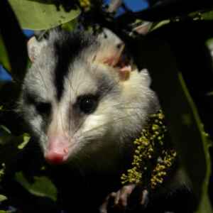 Mudanças climáticas podem levar à perda de espécies em mais de 90% das comunidades de mamíferos da Caatinga