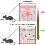 Hidrogel produzido por cientistas da Unesp e da Unifesp melhora a cicatrização de feridas diabéticas