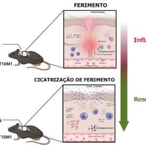 Hidrogel produzido por cientistas da Unesp e da Unifesp melhora a cicatrização de feridas diabéticas
