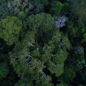 Megaflorestas: A Chave para a Salvação do Planeta