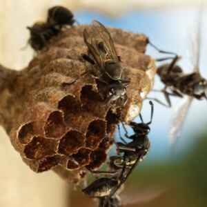 O Impacto dos Biopesticidas na Sobrevivência das Vespas