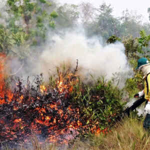 Estado de Alerta para a Saúde das Crianças na Região Amazônica em razão das Queimadas