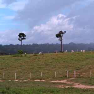 Pesquisadores destacam a importância dos microrganismos na conservação da Amazônia