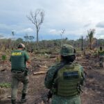 Operação Dríade: Uma Luta Contra o Desmatamento na Amazônia