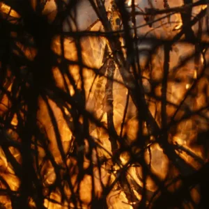 Brasil Propõe Nova Globalização com Plano de Transformação Ecológica