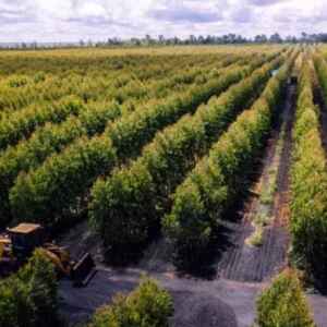 FERROLIGAS: Ferbasa e Aperam criam empresa para explorar bioenergia