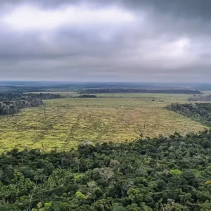 Desmatamento na Amazônia registra maior queda do ano em novembro