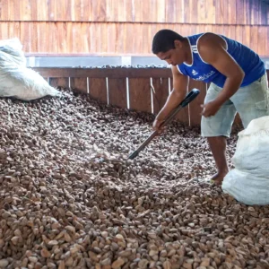 Embrapa: castanha impulsiona desenvolvimento sustentável na Amazônia
