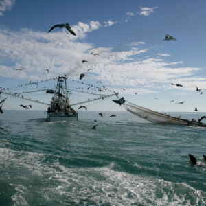 O Impacto Ambiental da Pesca de Arrasto