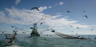 O Impacto Ambiental da Pesca de Arrasto O Impacto Ambiental da Pesca de Arrasto