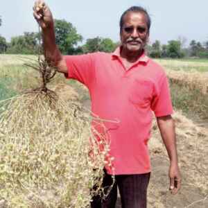 O Grão-de-bico: Uma Resposta Resiliente ao Clima