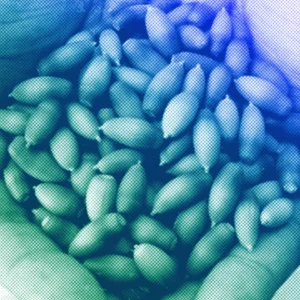 Desbloqueando Soluções Criativas para a Segurança Alimentar através da Inovação em Sementes