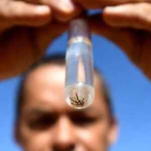 Brasil recebe 750 mil doses iniciais da vacina contra a dengue