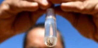 Brasil recebe 750 mil doses iniciais da vacina contra a dengue Brasil recebe 750 mil doses iniciais da vacina contra a dengue
