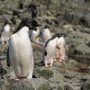 A Ciência Nuclear na Luta Contra a Poluição por Microplásticos na Antártica
