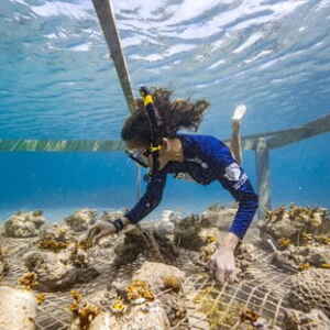 A Biofábrica de Corais: Uma Iniciativa Sustentável para a Conservação dos Recifes