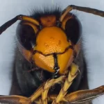 A Ameaça Crescente das Vespas Asiáticas na Europa