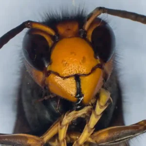 A Ameaça Crescente das Vespas Asiáticas na Europa