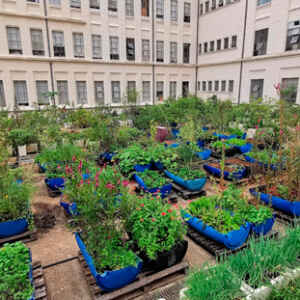 Sustentabilidade da Agricultura Urbana é Uma Necessidade Global