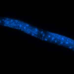 A Comunicação Celular e o Enigma da Longevidade