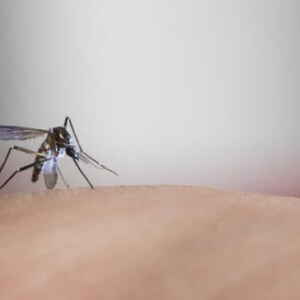 Ameaça Crescente: Chikungunya e Zika no Brasil