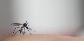 Ameaça Crescente: Chikungunya e Zika no Brasil Ameaça Crescente: Chikungunya e Zika no Brasil